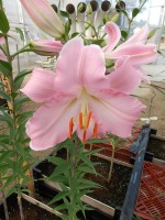 [4233 Pianella No02.JPG]